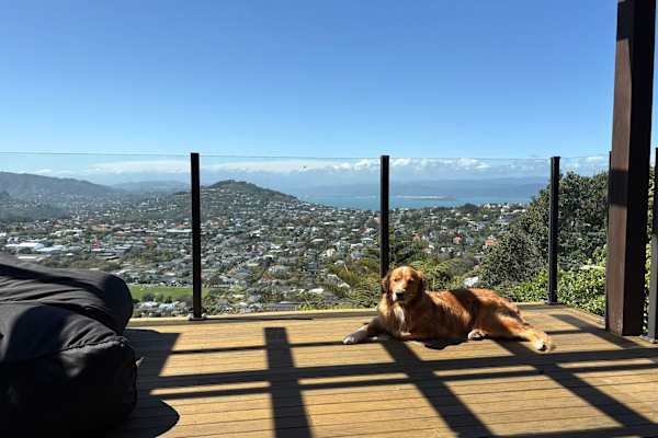 House sit in Wellington, New Zealand