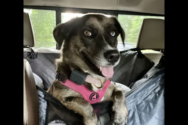 House sit in Charleston, SC, US