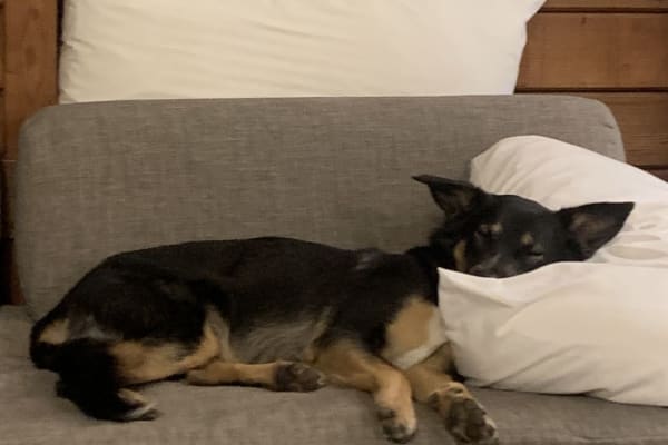 House sit in Brackendale, BC, Canada