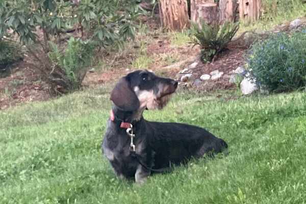 House sit in Langley, WA, US