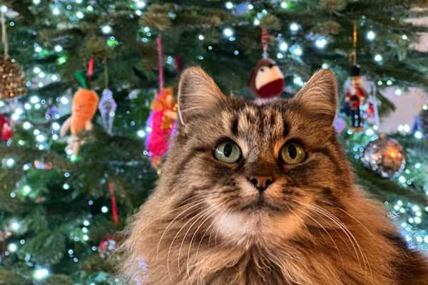 House sit in London, United Kingdom