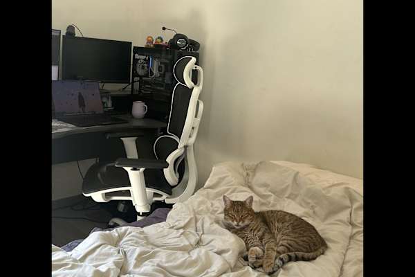 House sit in Barcelona, Spain