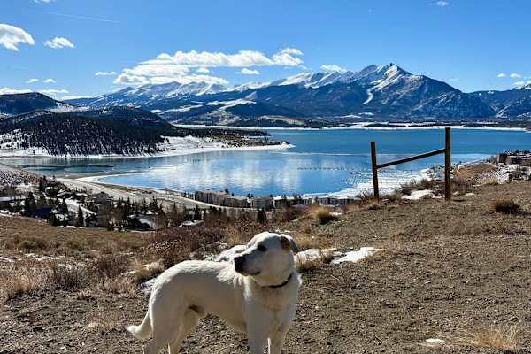 House sit in Dillon, CO, US