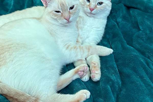 House sit in Beaverton, OR, US