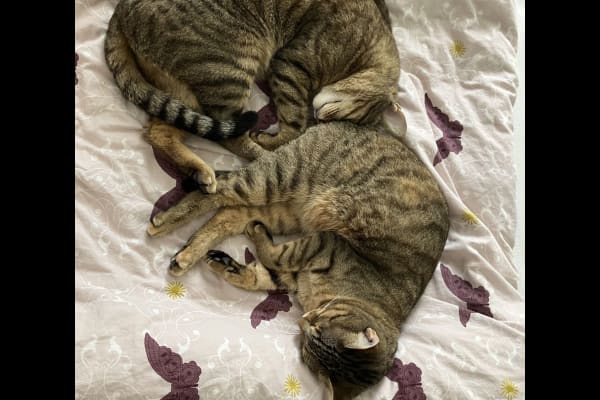House sit in Zürich, Switzerland