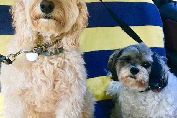 House sit in Harleston, United Kingdom