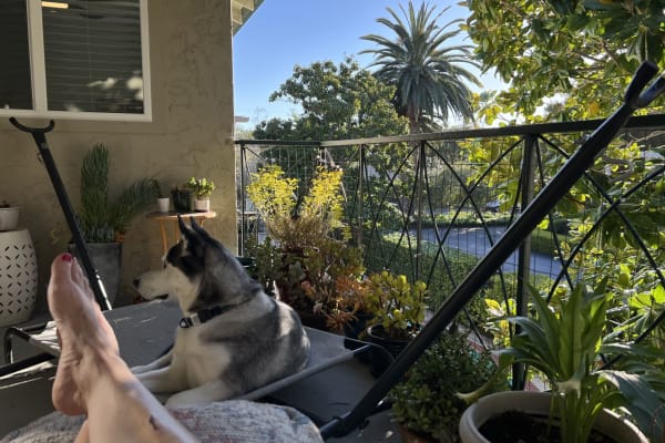 House sit in Menlo Park, CA, US