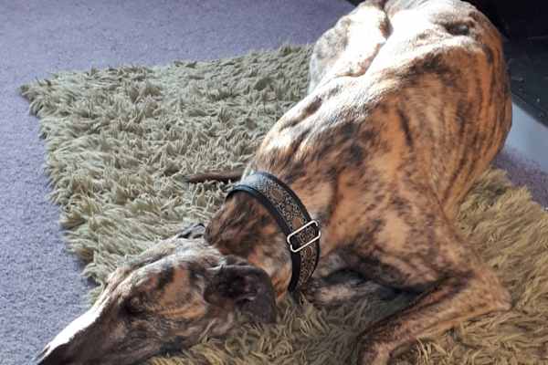 House sit in Ross on Wye, United Kingdom