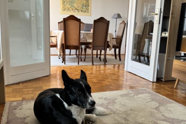 House sit in Belgrade, Serbia