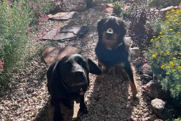 House sit in Durango, CO, US