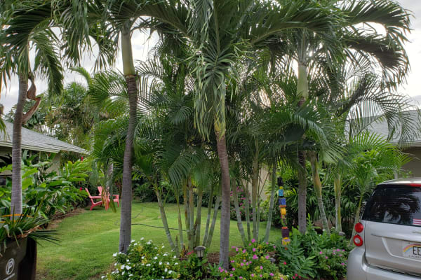 House sit in Kīhei, HI, US