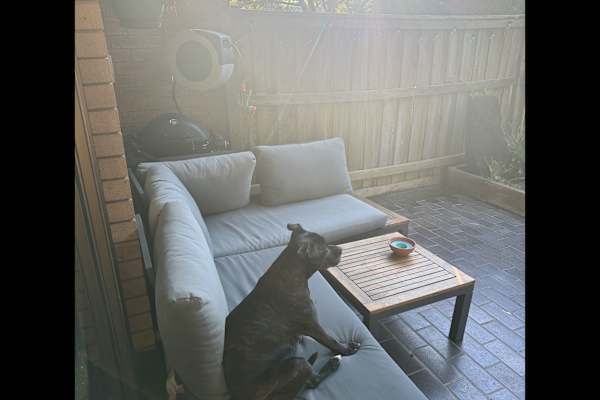 House sit in Sydney, NSW, Australia