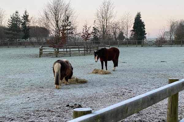 House sit in Tisbury, United Kingdom