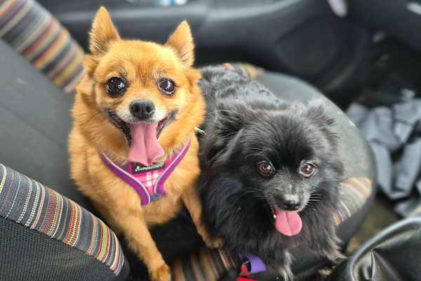 House sit in Smallburgh, United Kingdom