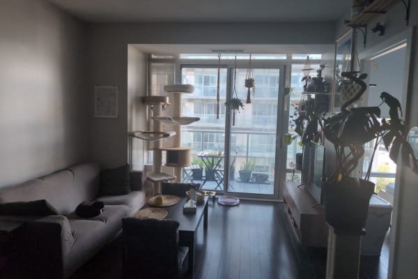 House sit in Toronto, ON, Canada