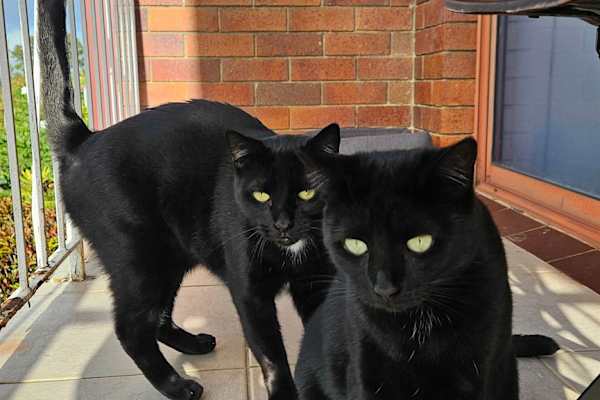 House sit in Brisbane, QLD, Australia