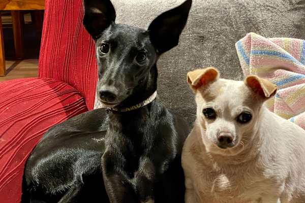 House sit in Coffs Harbour, NSW, Australia
