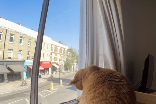 House sit in London, United Kingdom