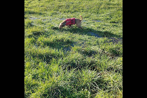 House sit in Devizes, United Kingdom