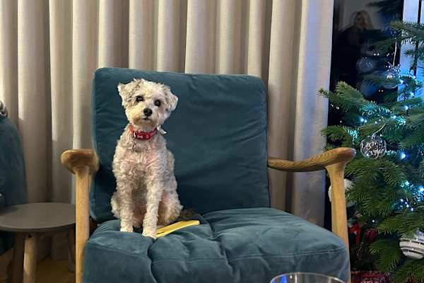 House sit in Stoke Gabriel, United Kingdom