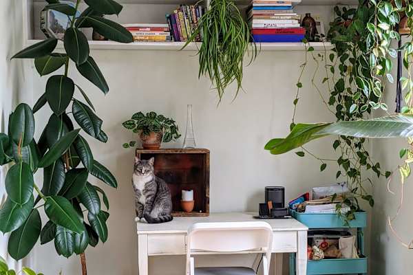 House sit in Troy, NY, US