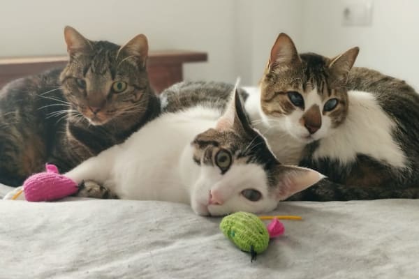 House sit in Benicarló, Spain