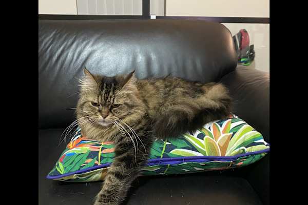 House sit in Shellharbour Village, NSW, Australia