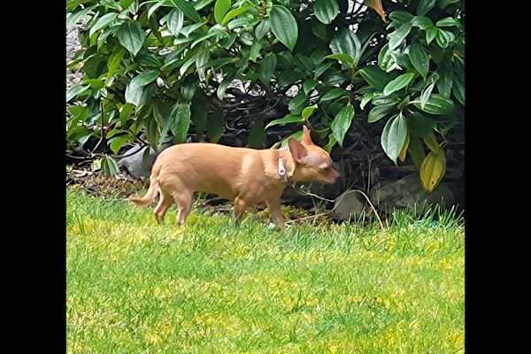 House sit in Belfair, WA, US