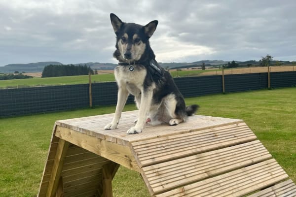 House sit in Kinross, United Kingdom