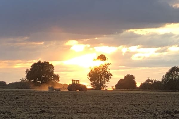 House sit in Shelfanger, United Kingdom