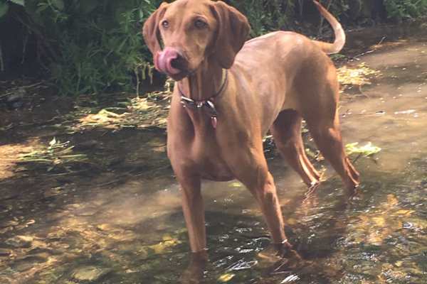 House sit in Cambridge, United Kingdom