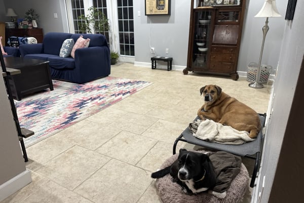 House sit in Indianapolis, IN, US