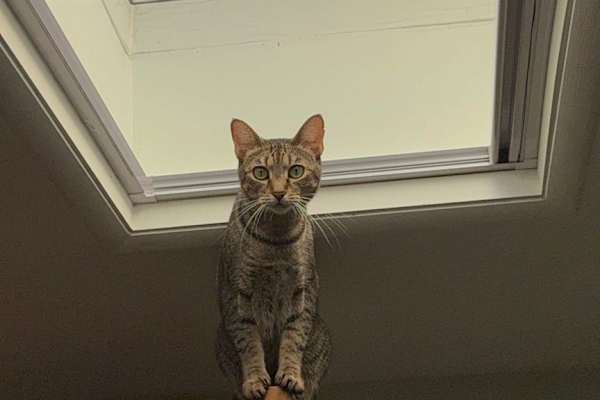 House sit in ‘Aiea, HI, US