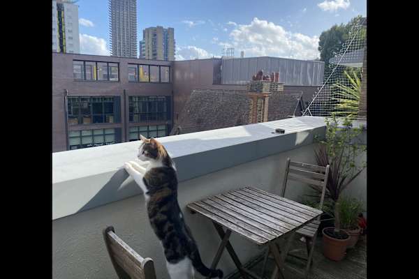 House sit in Old Street, United Kingdom