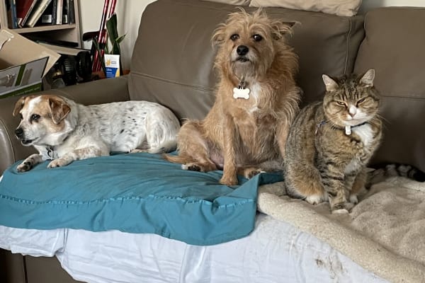 House sit in Bendigo, VIC, Australia