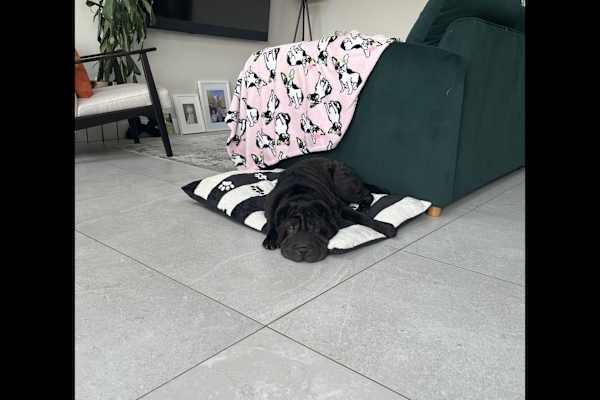 House sit in Sidcup, United Kingdom