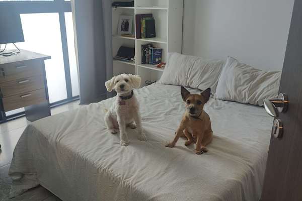 House sit in Jurong Town, Singapore