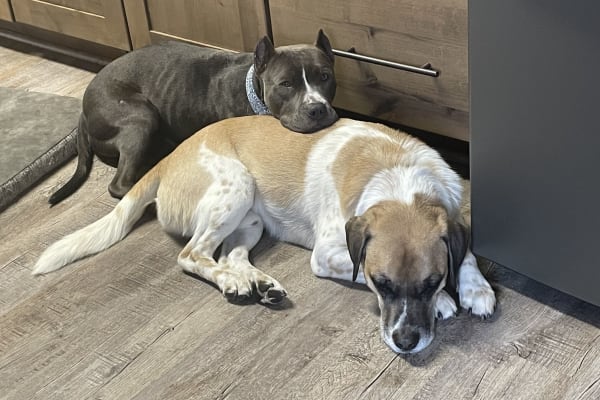 House sit in Greeley, CO, US