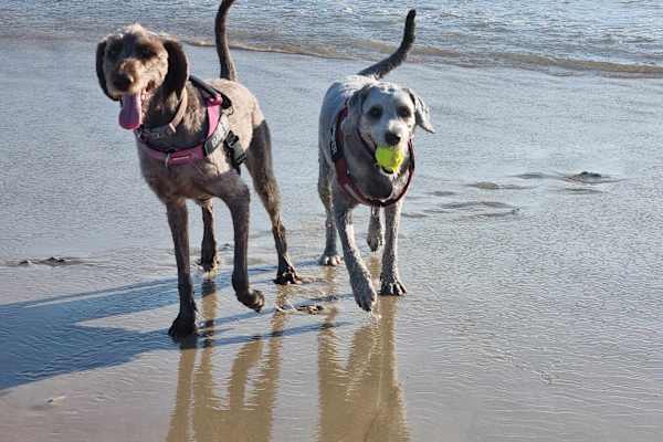 House sit in Camden Haven, NSW, Australia