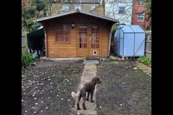 House sit in London, United Kingdom