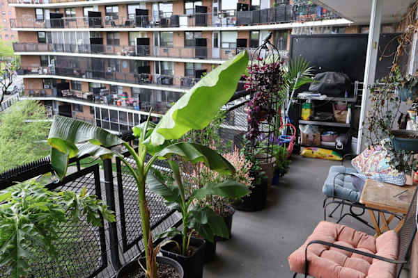 House sit in Borough of Queens, NY, US