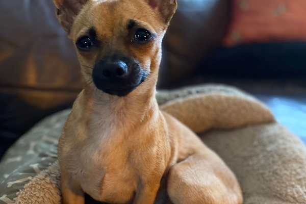 House sit in Brisbane, QLD, Australia