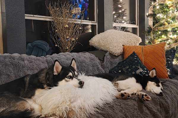 House sit in Corinth, TX, US