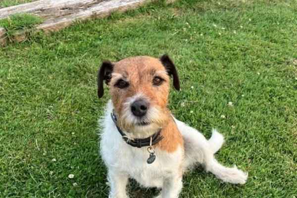 House sit in Exeter, United Kingdom