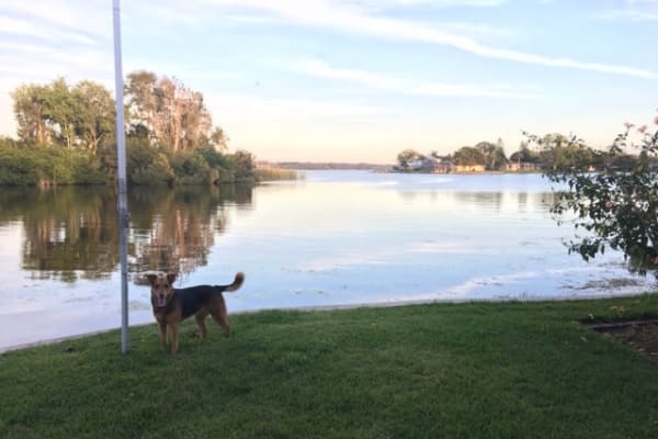 House sit in Palm Harbor, FL, US