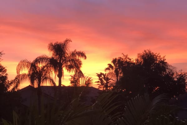 House sit in Palm Harbor, FL, US