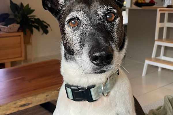 House sit in Sydney, NSW, Australia