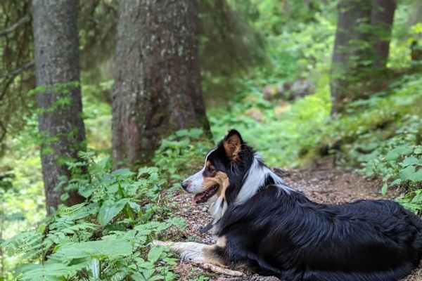 House sit in San Siro, Italy