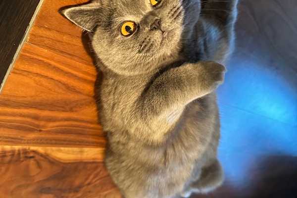 House sit in Orosei, Italy