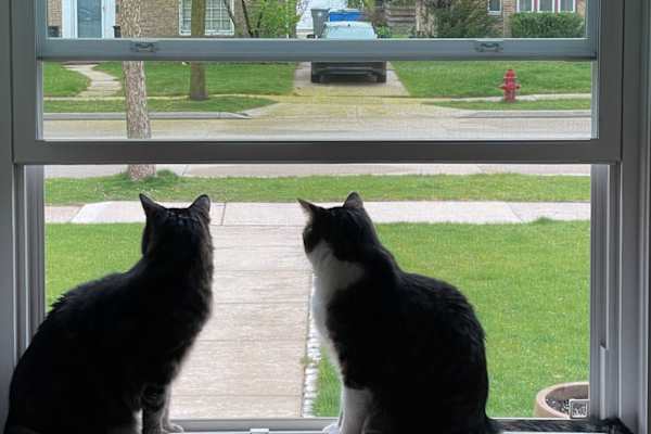 House sit in Whitefish Bay, WI, US